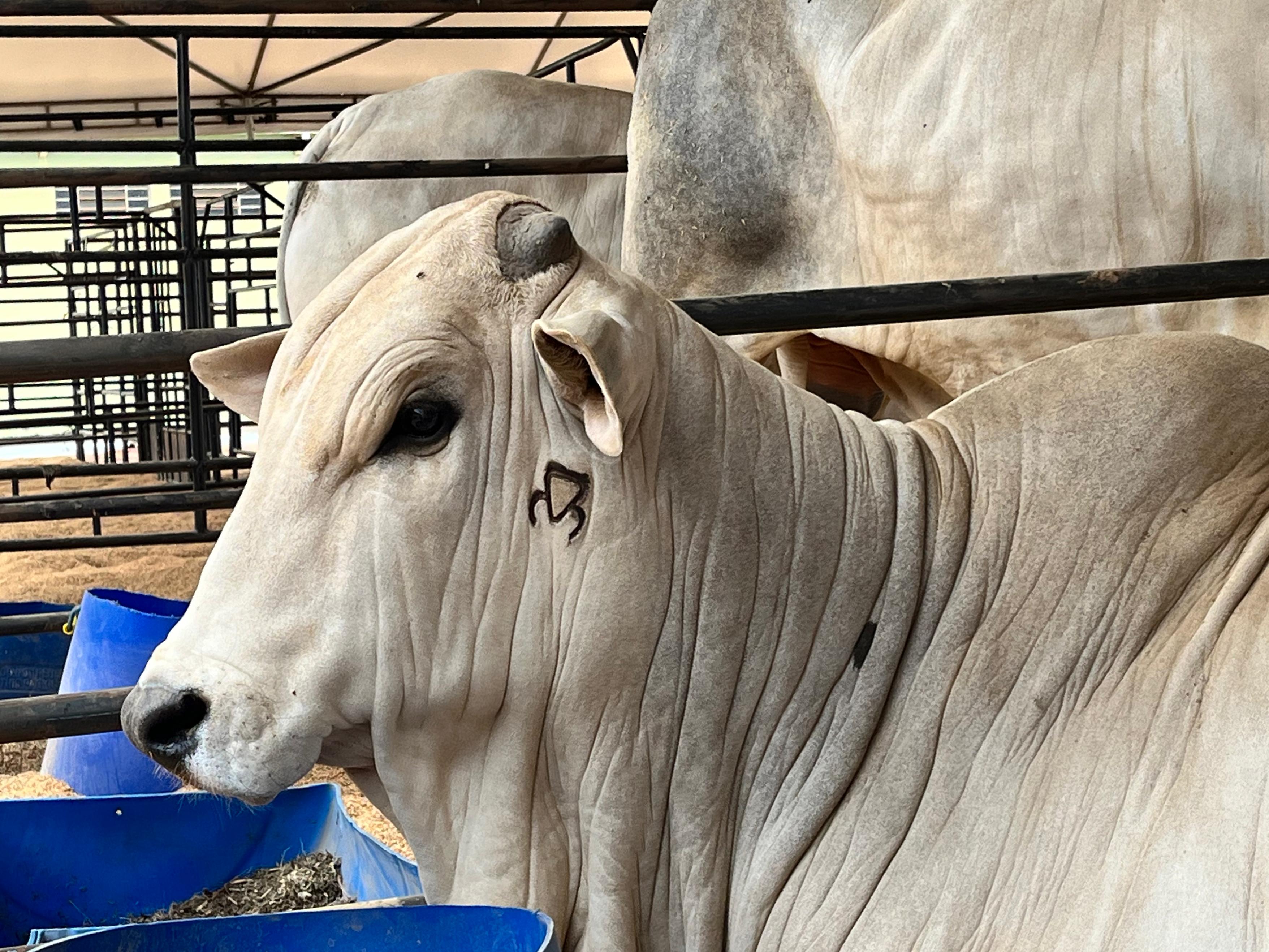 “LUTANDO PELO FUTURO” É APRESENTADO A PECUARISTAS